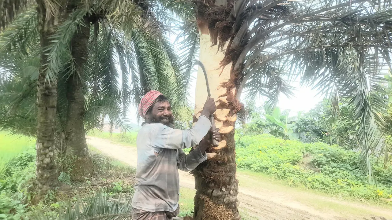 রস সংগ্রহে খেজুরের গাছ প্রস্তুত করছেন গাছি। ছবি : কালবেলা