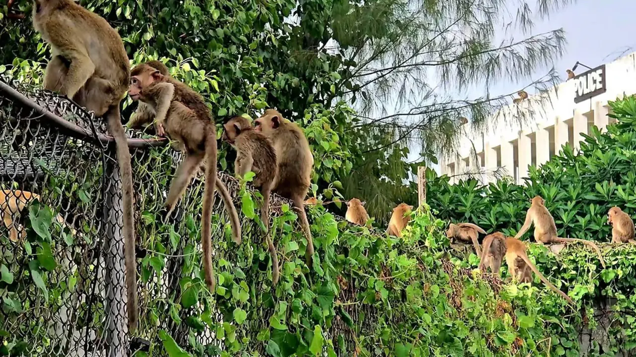 থানায় বানরের হানা। ছবি : সংগৃহীত