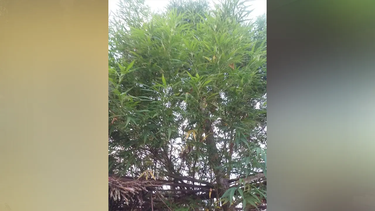 উদ্ধার করা গাঁজা গাছ। ছবি : কালবেলা