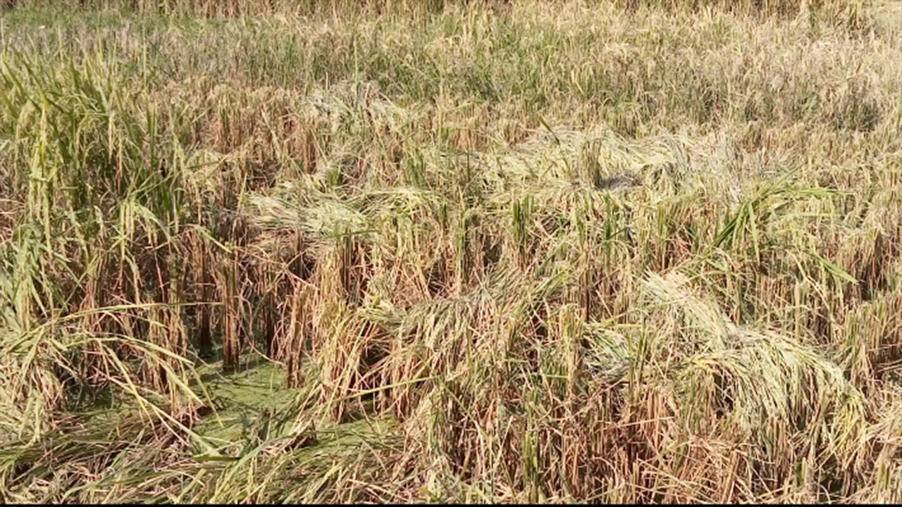 দখলকৃত জমি। ছবি : কালবেলা