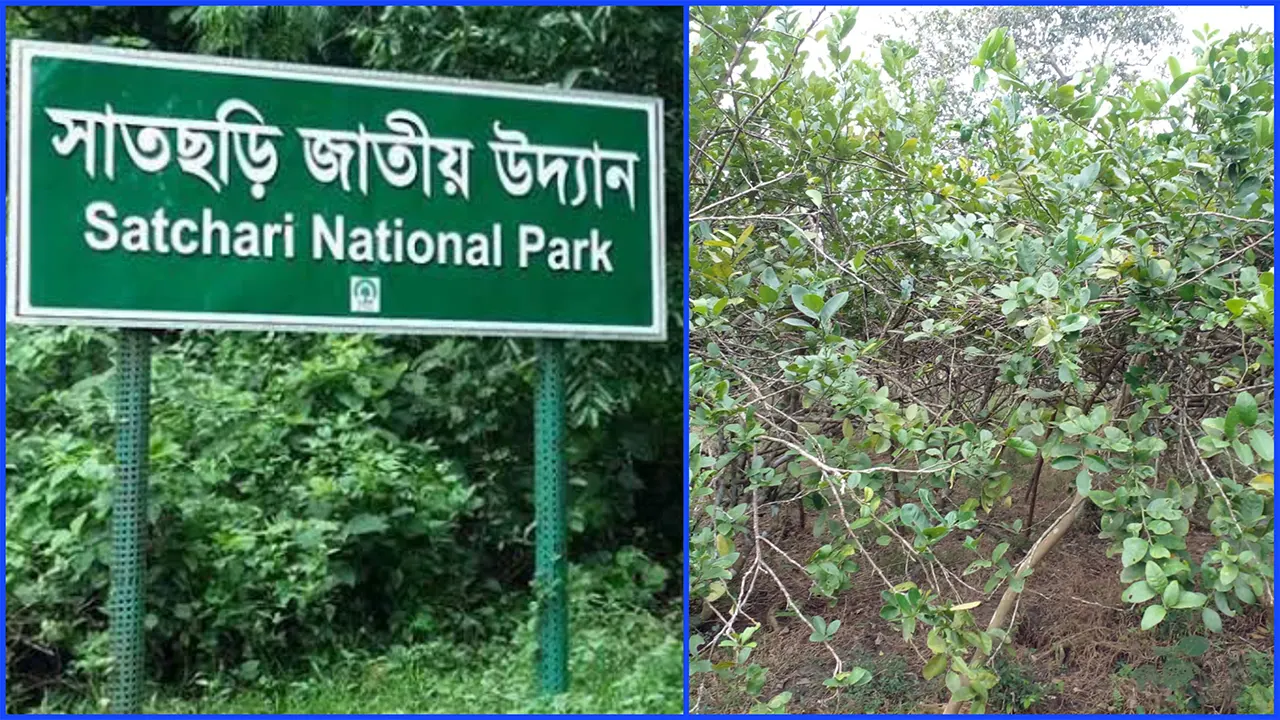 হবিগঞ্জের সাতছড়ি জাতীয় উদ্যানের জায়গা দখল করে লেবু চাষ করা হচ্ছে। ছবি : কালবেলা