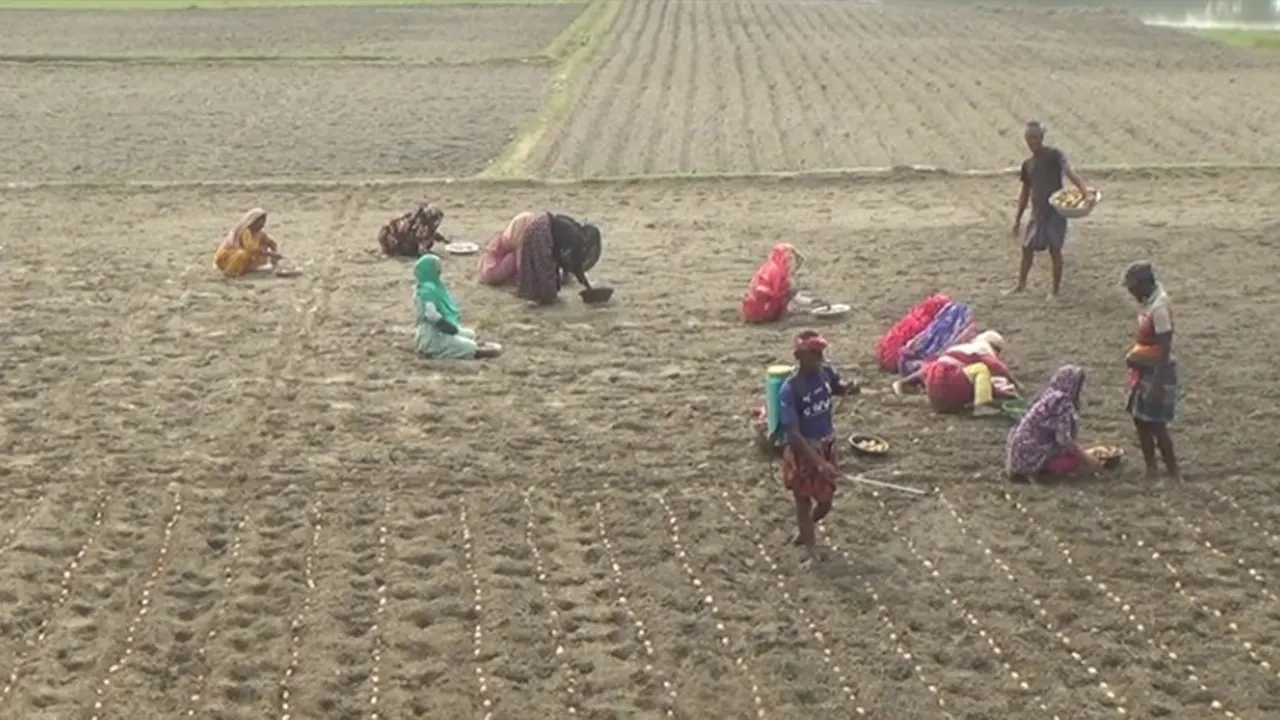 আলু বীজের চড়া দামেও রোপণে ব্যস্ত সময় পার করেছেন কৃষকরা। ছবি : কালবেলা