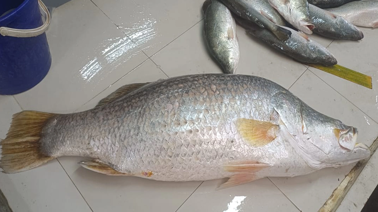জেলের জালে ধরা পড়েছে ১৮ কেজির কোরাল মাছ। ছবি : কালবেলা