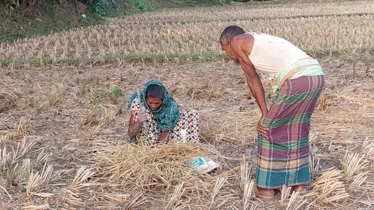 সকাল-সন্ধ্যা ইঁদুরের গর্ত খুঁজছেন রাজশাহীর দুর্গাপুর পৌর এলাকার শালঘরিয়া গ্রামের বাসিন্দা বিধবা আয়মনা বেওয়া। ছবি : কালবেলা