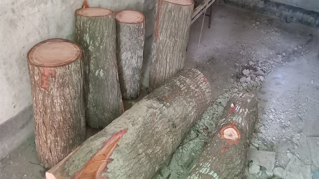 কাটা গাছ টুকরো টুকরো করে রাখা হয়। ছবি : কালবেলা