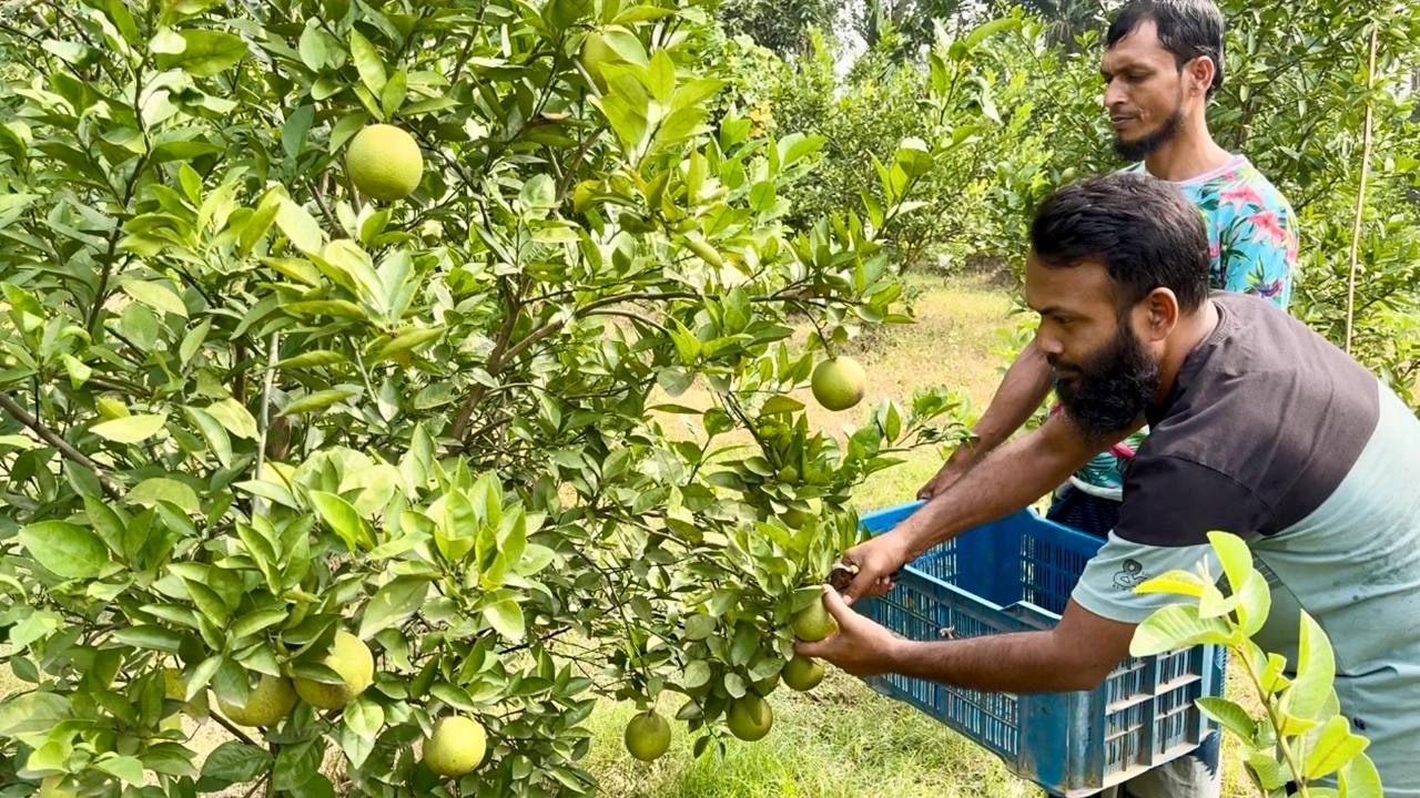 মাল্টা চাষে বাজিমাত। ছবি : কালবেলা