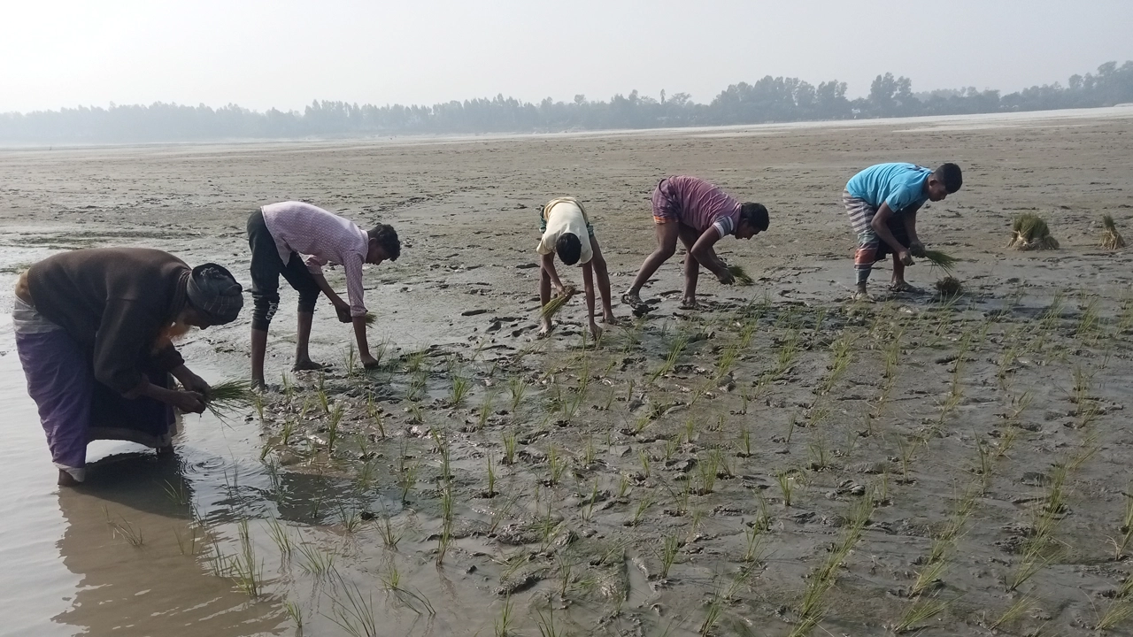নদীর কূলে জেগে ওঠা বালুচরে আগাম জাতের কালো বোরো ধান রোপণ। ছবি : কালবেলা