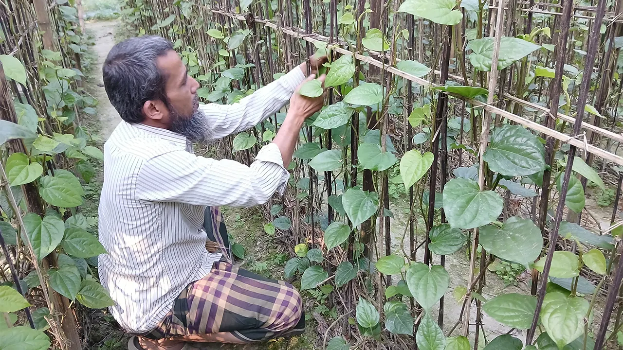 মিষ্টি পান চাষে সফল জহুরুল