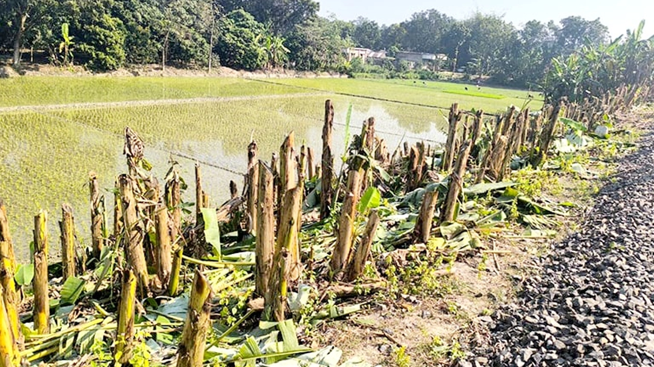 যুবলীগ কর্মী ও তার সহযোগী কর্তৃক কেটে ফেলা কলাগাছ। ছবি : সংগৃহীত