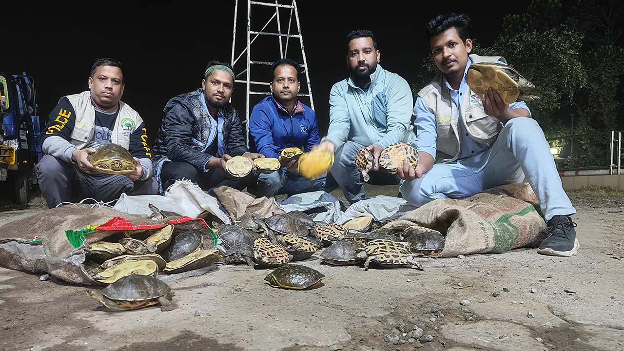 চাঁদপুরে বিপুল কচ্ছপ জব্দ। ছবি : কালবেলা
