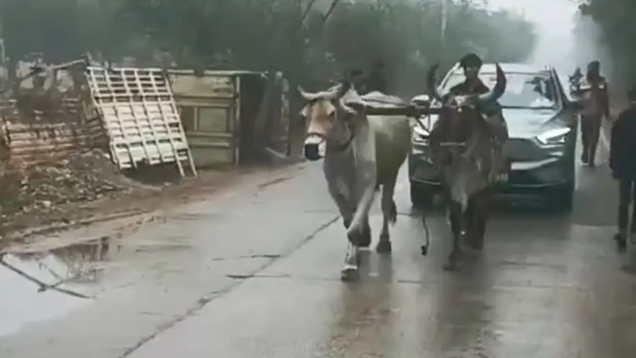 গরু দিয়ে টানা হচ্ছে সেই গাড়ি। ছবি : সংগৃহীত