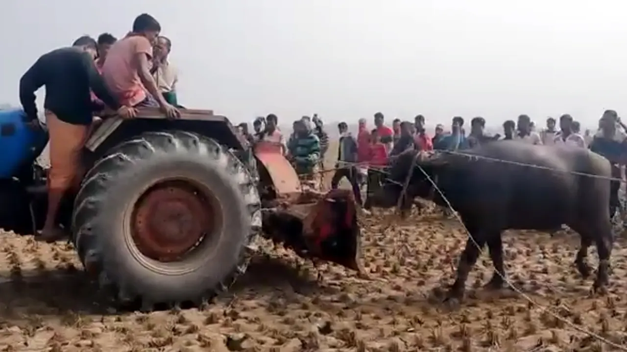 সাতক্ষীরার শ্যামনগরে মহিষের আক্রমণের একটি চিত্র। ছবি : কালবেলা