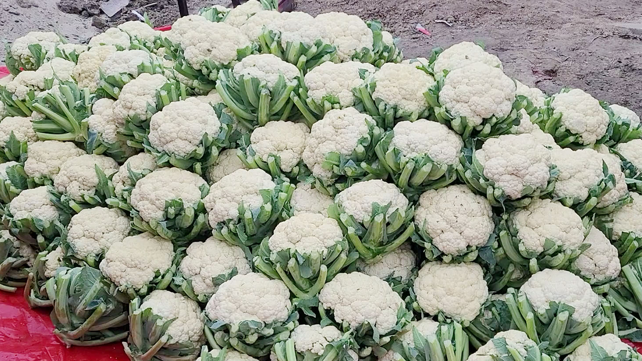 নওগাঁয় বিক্রির জন্য বাজারে আনা ফুলকপি। ছবি : কালবেলা