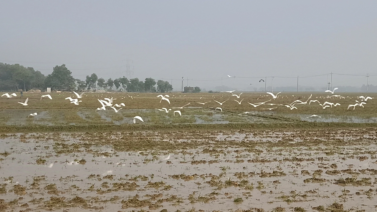 কুমিল্লায় ব্রাহ্মণপাড়ায় ফসলের মাঠে সাদা বকের ঝাঁক। ছবি : কালবেলা 