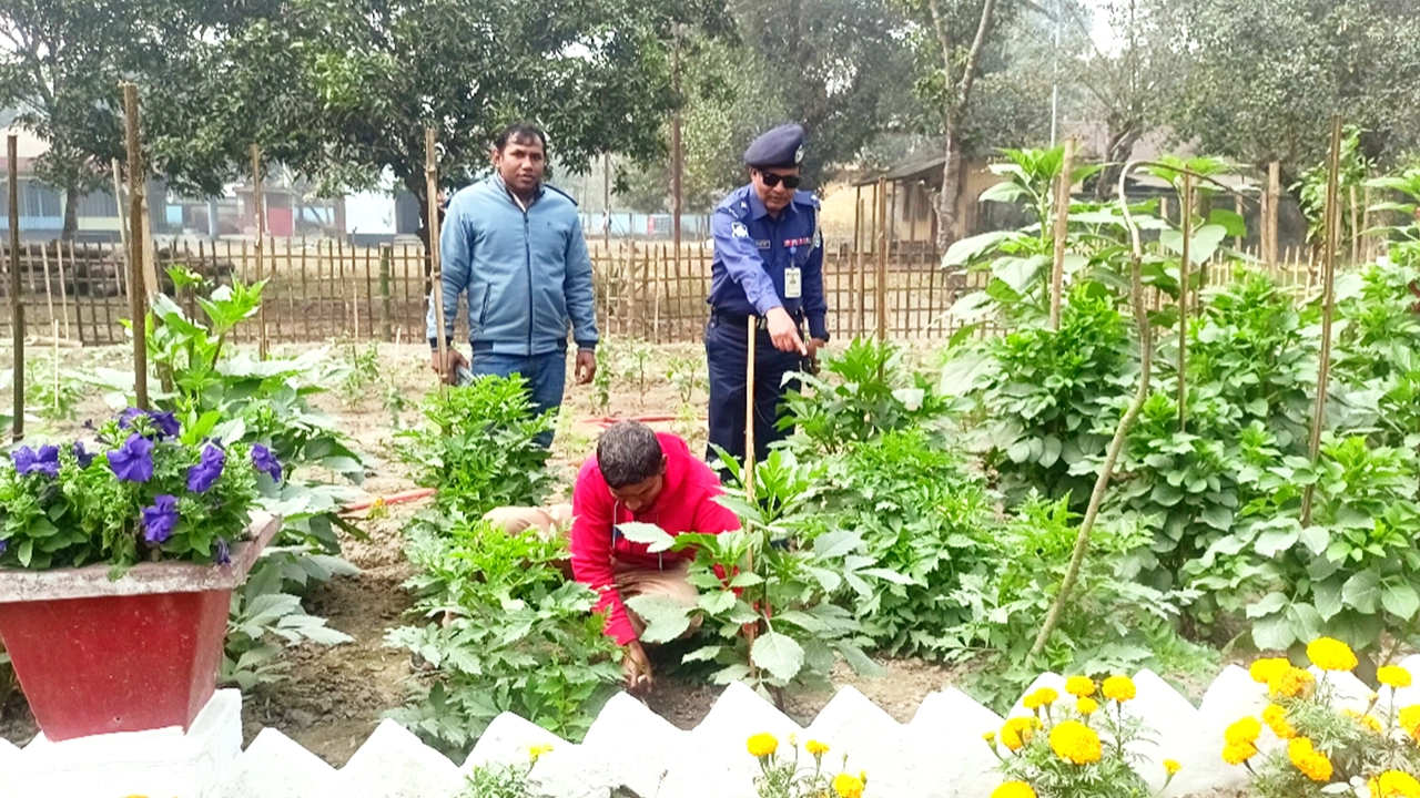 দেবীগঞ্জ থানার পরিত্যক্ত জমি এখন সবজির বাগান। ছবি : কালবেলা