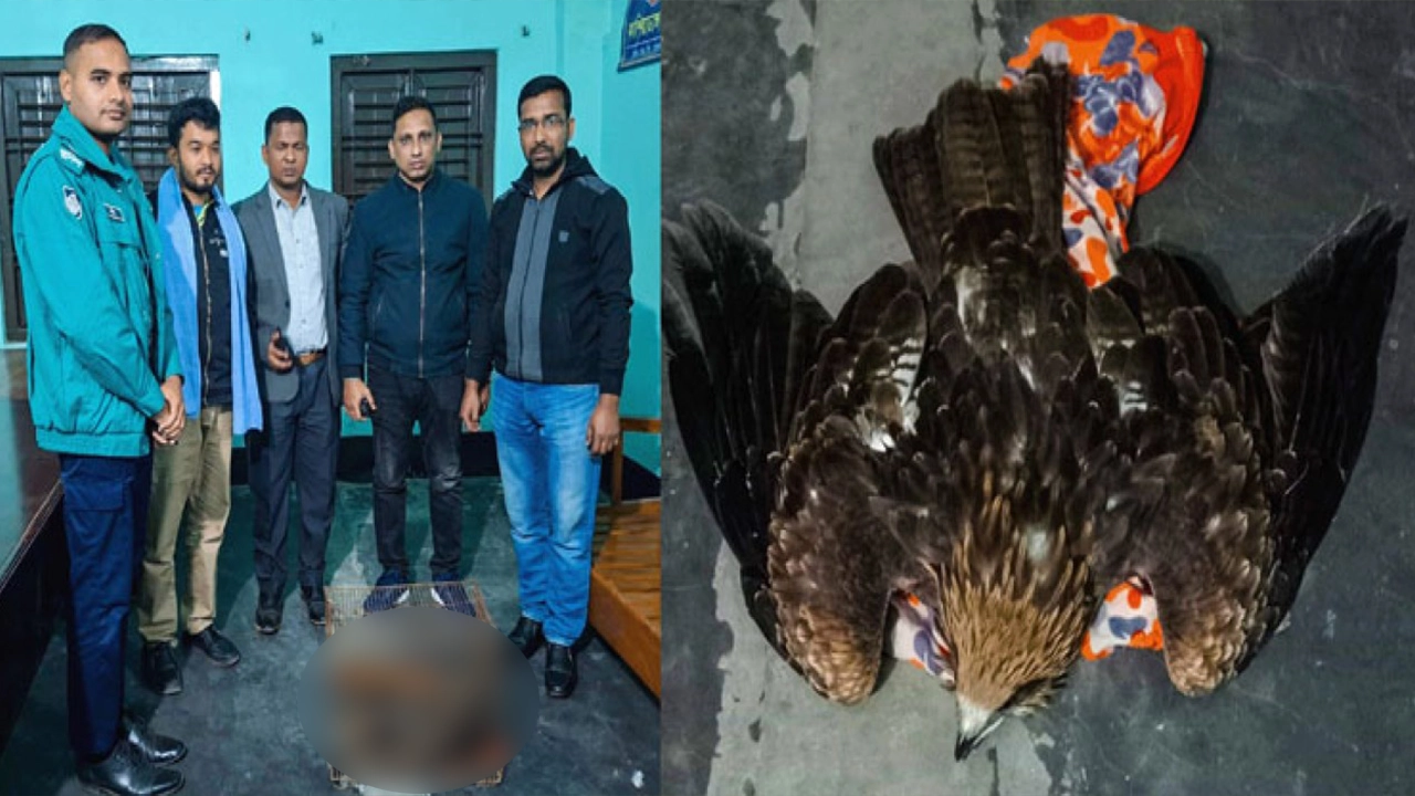 রাজশাহী নগরীর হড়গ্রাম ব্যাংকপাড়া থেকে ঈগল উদ্ধার। ছবি : কালবেলা