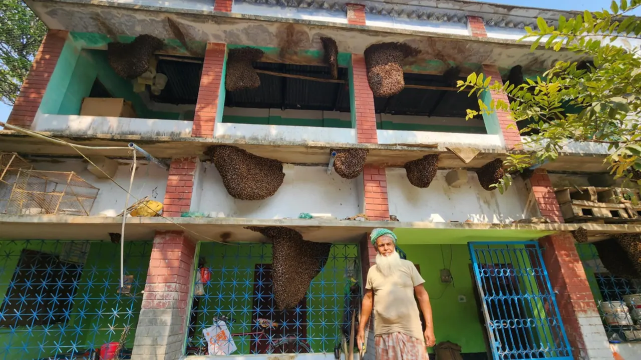 যশোরের মৌমাছি বাড়ি। ছবি : কালবেলা