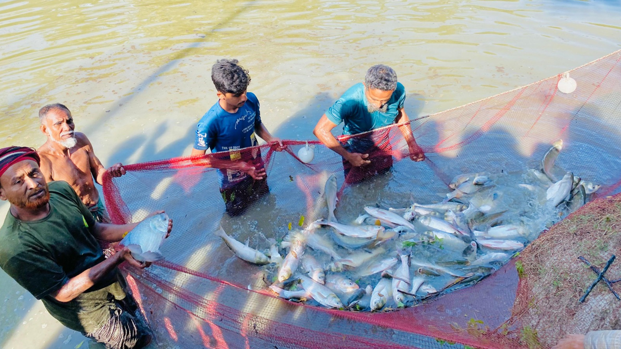 মাছ ধরছেন চাষিরা। ছবি : সংগৃহীত