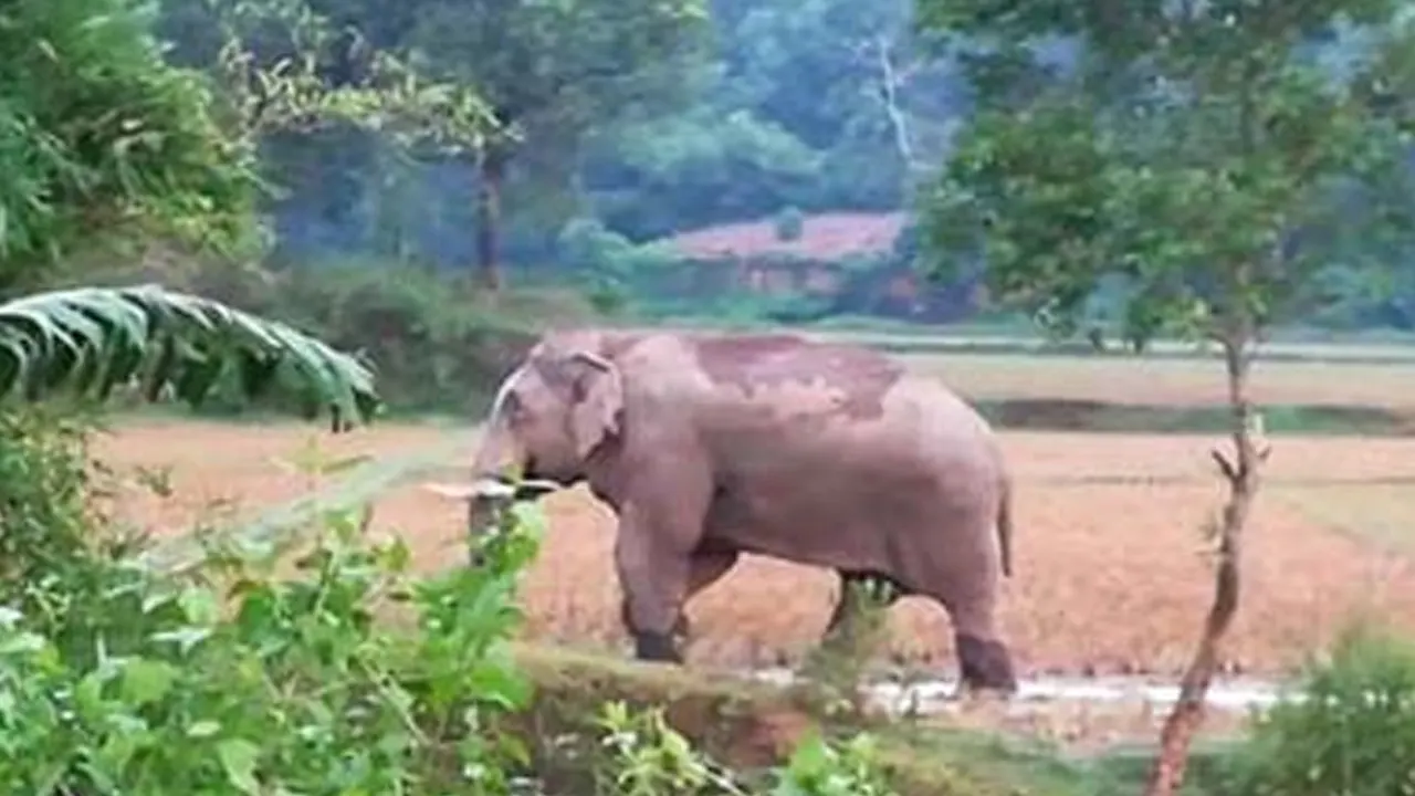 এলাকায় চলে আসে বন্য হাতি। পুরোনো ছবি