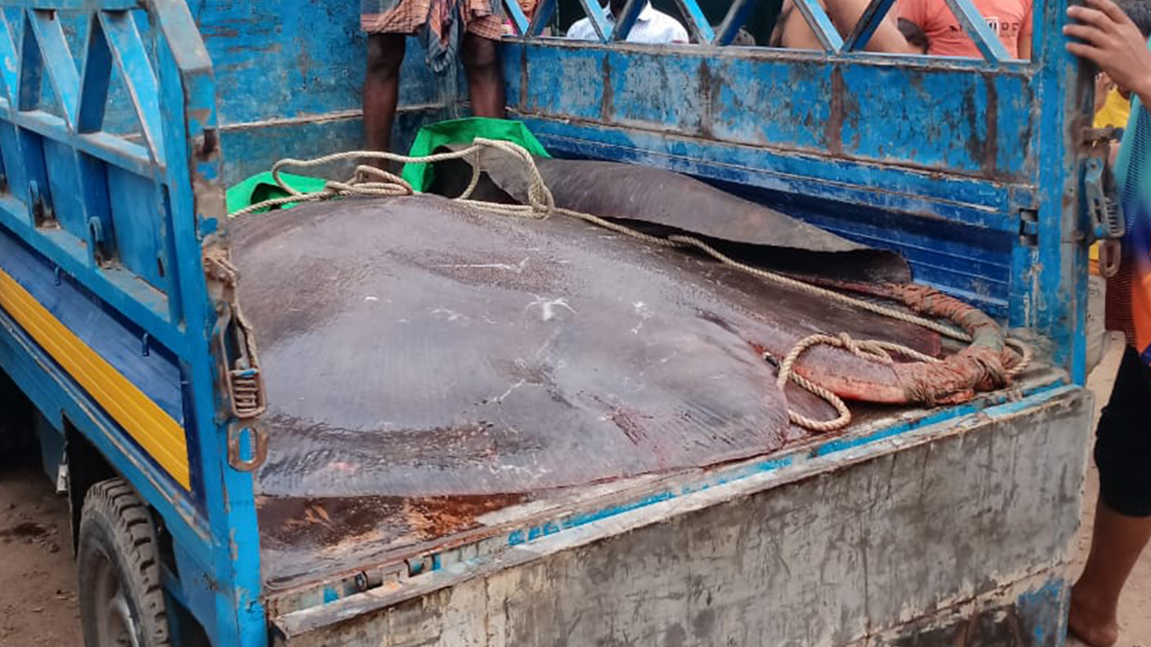 মেঘনায় জেলের জালে ধরা পড়া ৮ মণ ওজনের শাপলাপাতা মাছ। ছবি : কালবেলা
