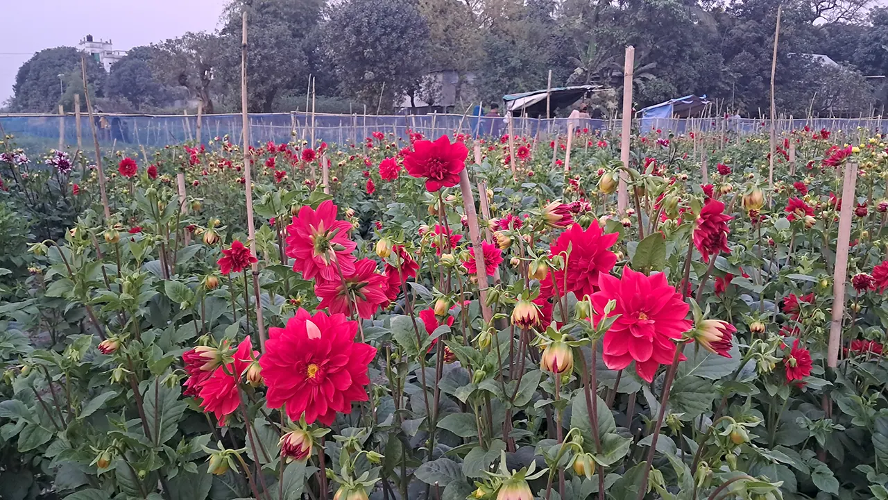 নারায়ণগঞ্জের বন্দরে সাবদি গ্রাম যেন ফুলের রাজ্য। ছবি : কালবেলা