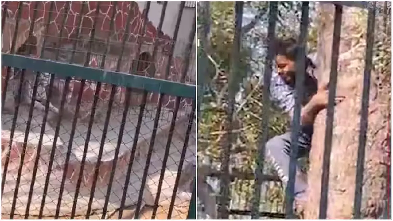 বাঘের খাঁচায় প্রেমিক। ছবি : সংগৃহীত