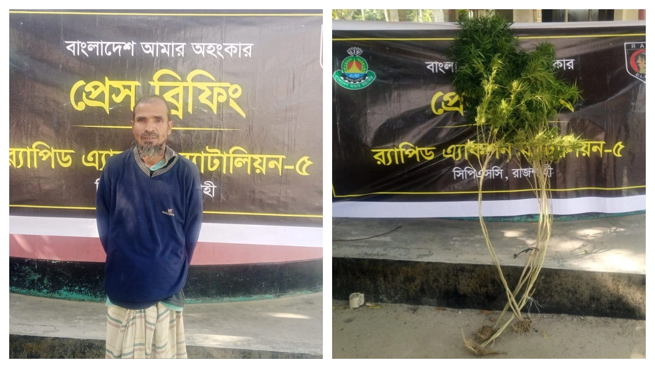 রাজশাহীর বাঘায় বসতবাড়িতে গাঁজা চাষের অভিযোগে মো. শফিকুল ইসলাম নামে এক মাদক ব্যবসায়ীকে গ্রেপ্তার। ছবি : কালবেলা