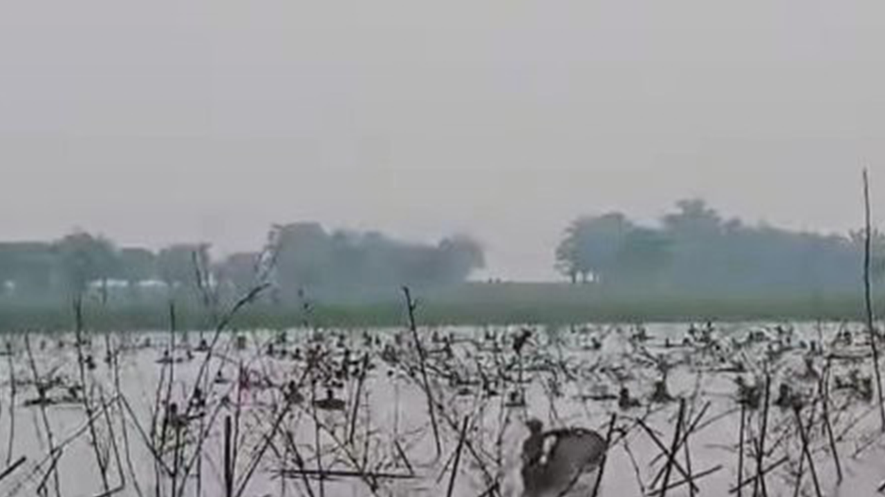 সুনামগঞ্জের শাল্লার জোয়ারিয়া বিলের মাছ লুটের দৃশ্য। ছবি : কালবেলা