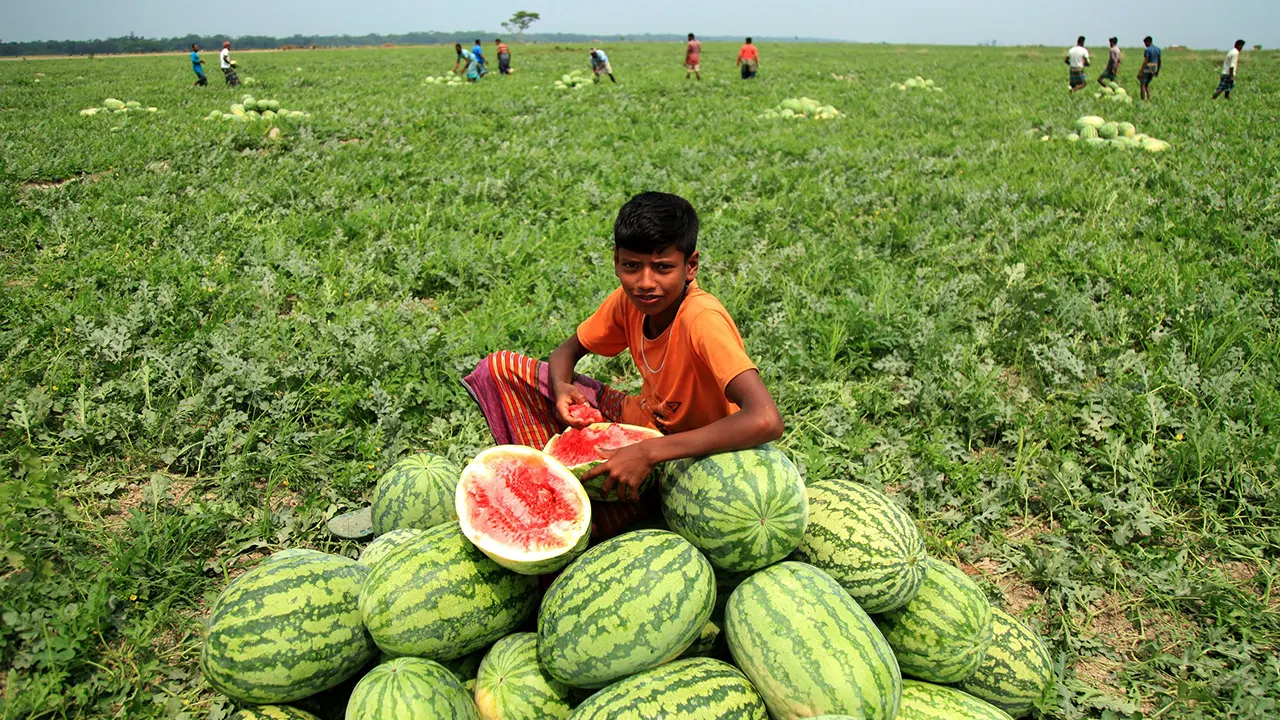 ক্ষেতে তরমুজের স্তূপ। ছবি : কালবেলা