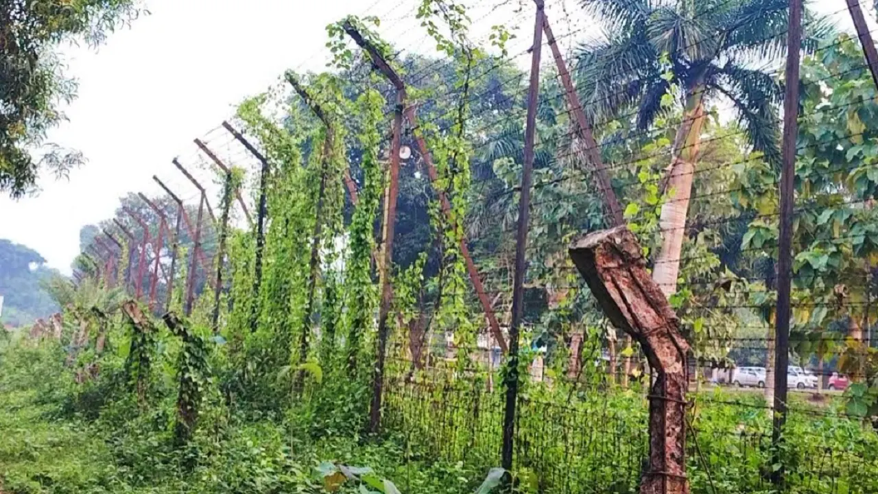 ব্রাহ্মণবাড়িয়ার কসবা উপজেলার ভারতীয় সীমান্ত। ছবি : কালবেলা