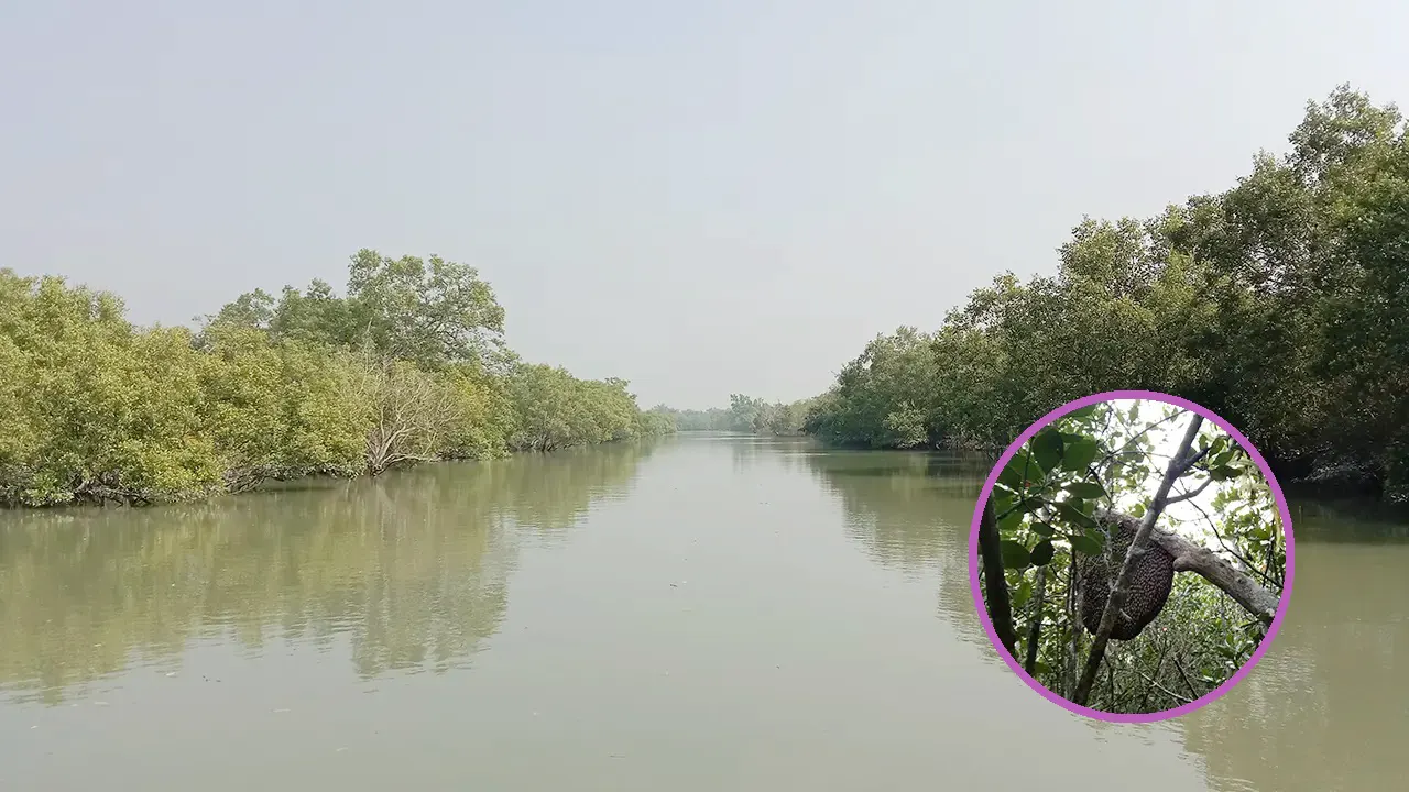সুন্দরবনের মাঝ দিয়ে বয়ে যাওয়া নদী ও ইনসেটে মৌচাক। ছবি : কালবেলা