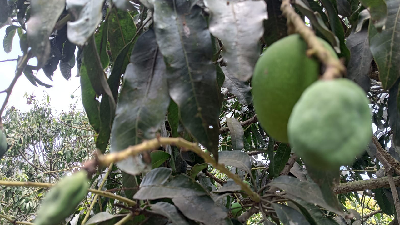 শুকিয়ে যাচ্ছে আমের গুটি। ছবি : কালবেলা