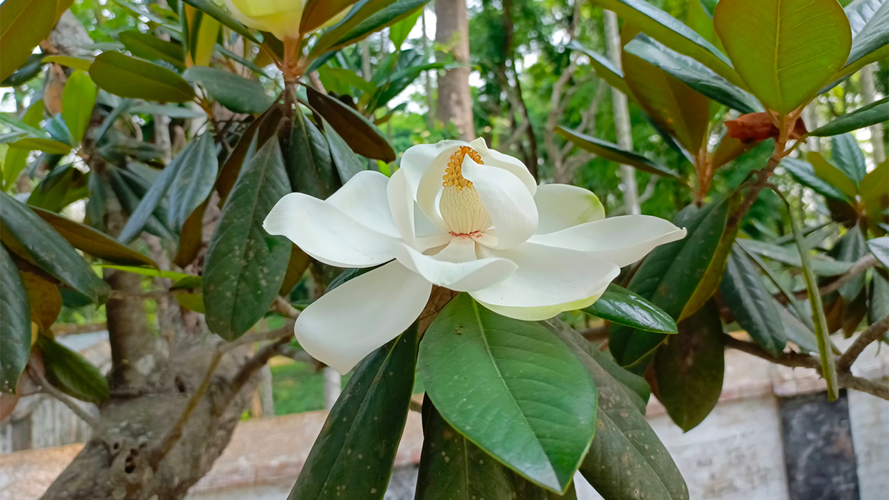 হিমচাঁপা। ছবি : কালবেলা