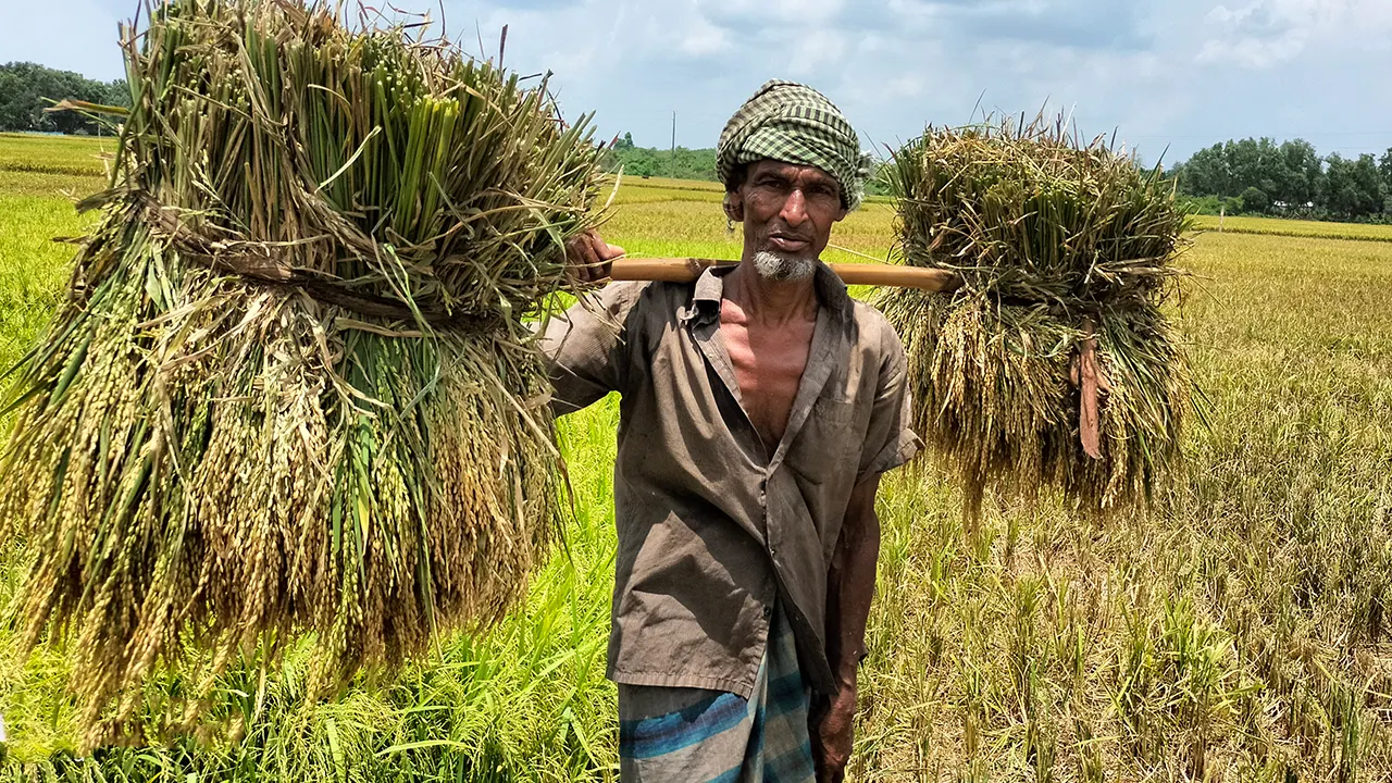 জমি থেকে ধান কেটে নিচ্ছেন এক শ্রমিক। ছবি : কালবেলা