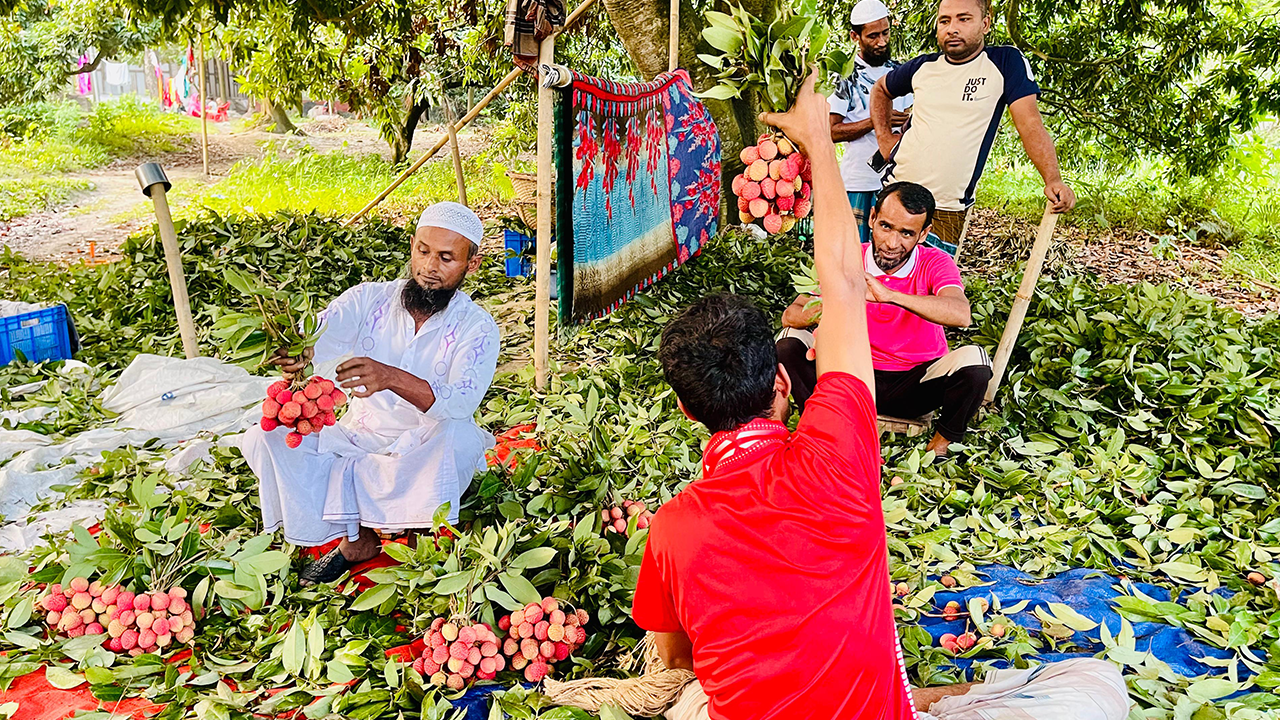 সোনারগাঁয়ে লিচুর বেচাকেনা। ছবি : কালবেলা