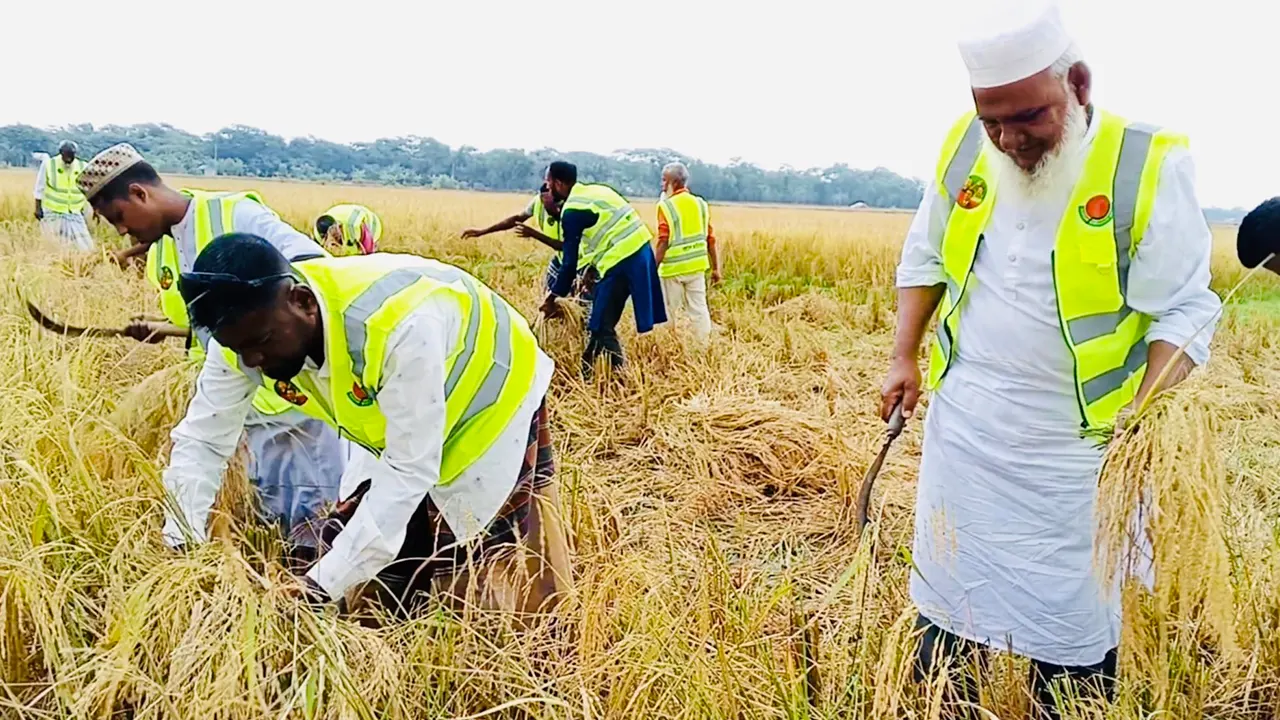 স্বেচ্ছাশ্রমে অসহায় কৃষাণীর জমির পাকা ধান কেটে দেন কৃষক দলের নেতাকর্মীরা। ছবি : কালবেলা
