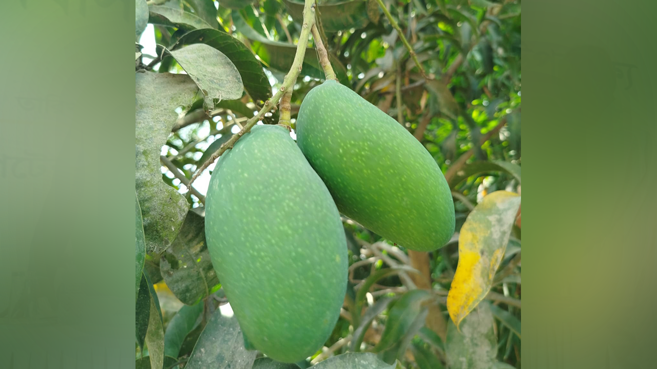 গাছে ঝুলছে নওগাঁর ‘নাক ফজলি আম’। ছবি : কালবেলা