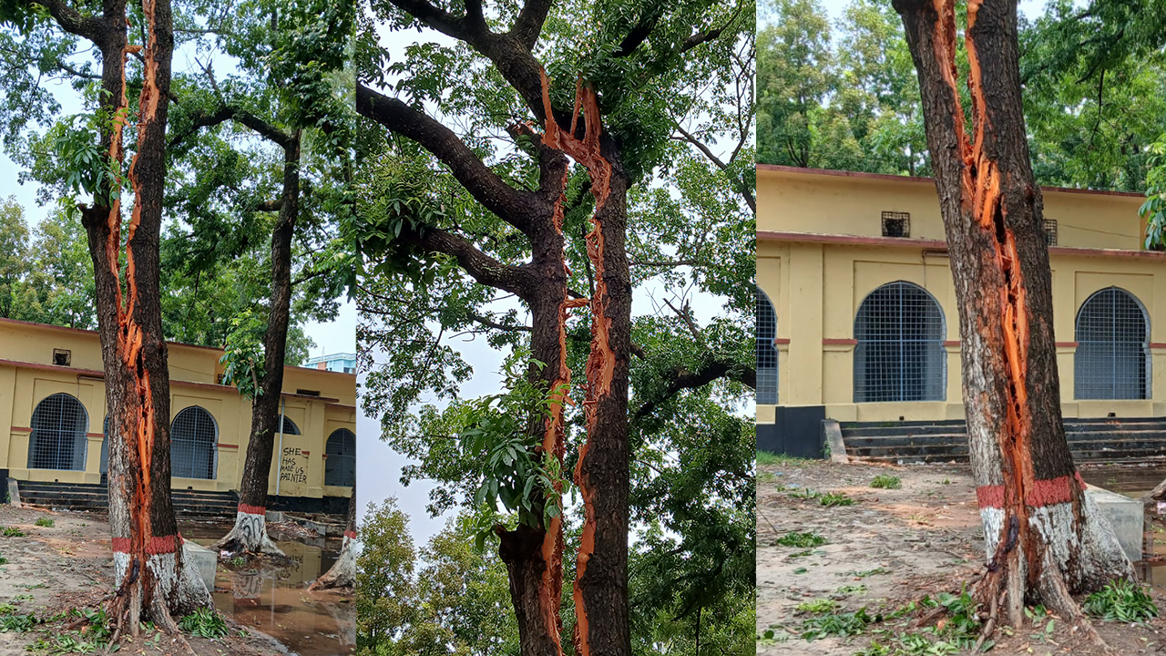 পাবনা সরকারি এডওয়ার্ড কলেজে বজ্রপাতে দ্বিখণ্ডিত একটি মেহগনি গাছ। ছবি : কালবেলা