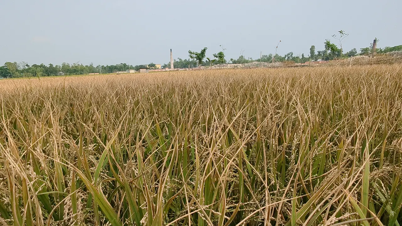 রংপুরের পীরগাছায় ইটভাটার বিষাক্ত গ্যাসে পুড়ল ধান। ছবি : কালবেলা