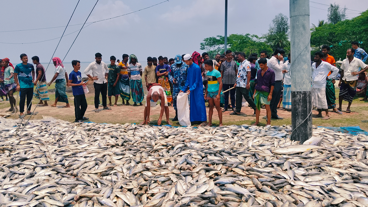 হাতিয়ায় জব্দ করা ইলিশগুলো এতিমখানা ও গরীব প্রান্তিক পরিবারের মাঝে বিতরণ করা হয়। ছবি : কালবেলা