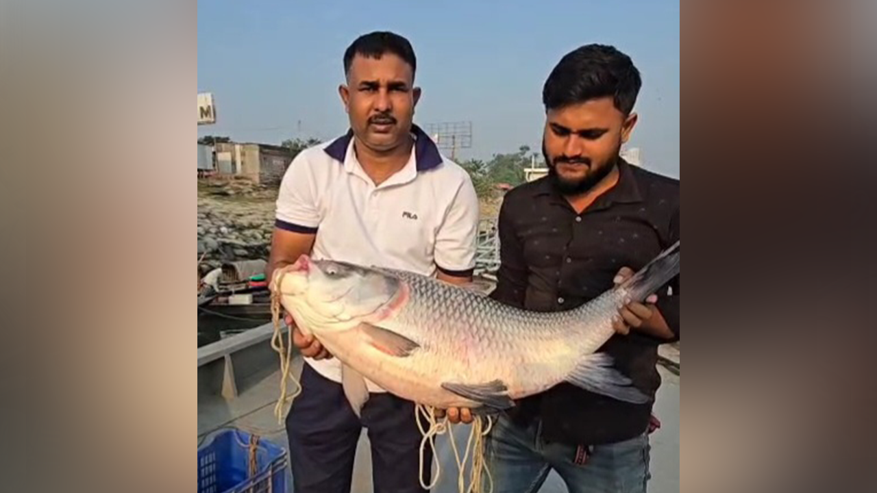 জেলের জালে ধরা পড়া বিশালাকৃতির কাতল। ছবি : কালবেলা