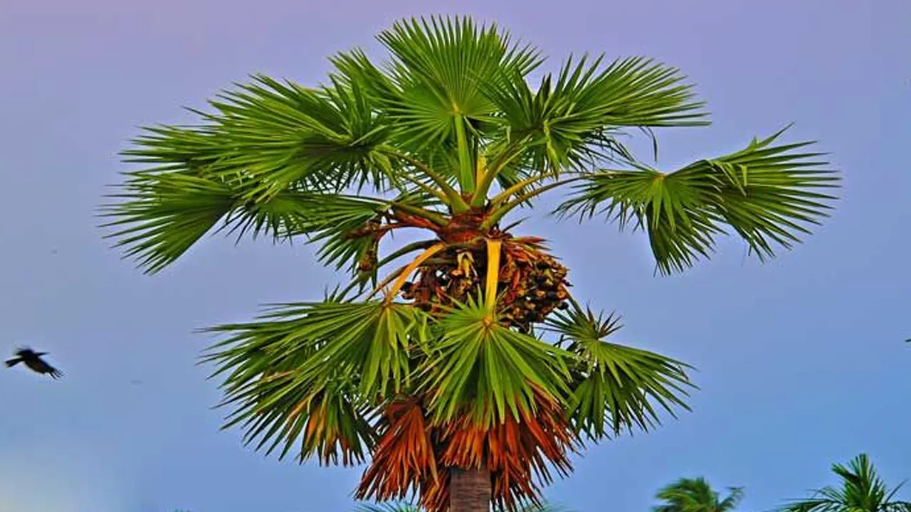 তালগাছ। ছবি : সংগৃহীত