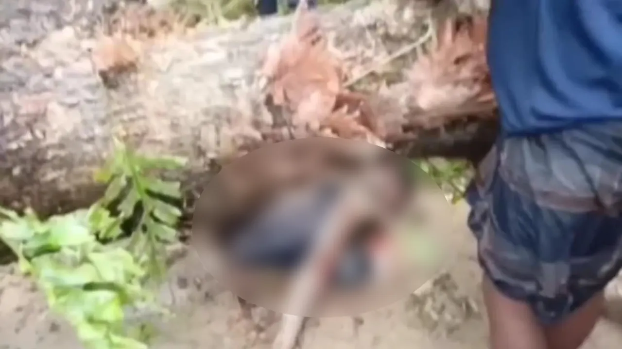 ঝড়ে গাছ পড়ে মৃত্যু হয় সজিবের। ছবি : কালবেলা