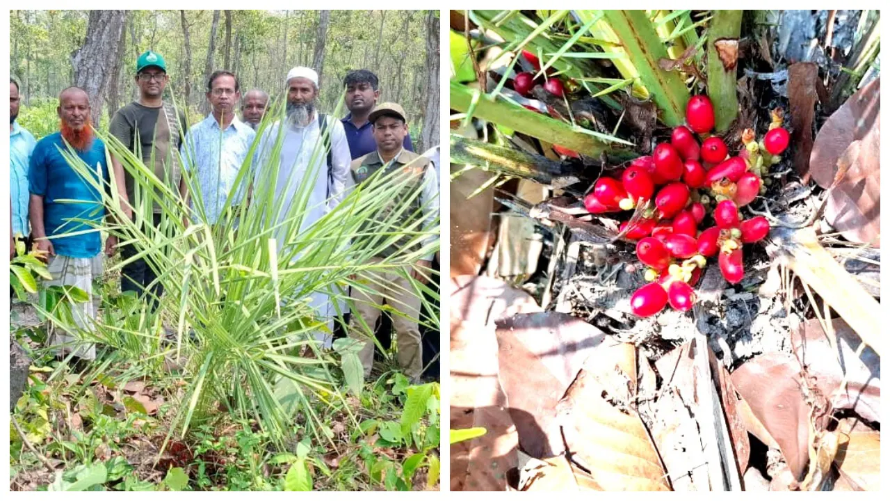 দিনাজপুরের বিরলে সন্ধান পাওয়া দেশের প্রথম বন খেজুর গাছ পরিদর্শন করেন বিশেষজ্ঞরা। ছবি : কালবেলা