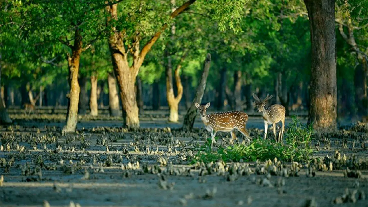 ছবি : সংগৃহীত