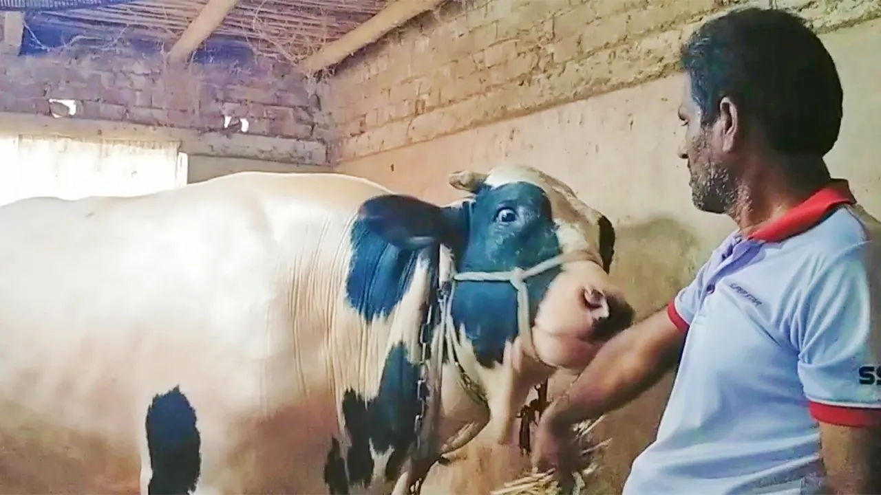 প্রাকৃতিকভাবেই লালনপালন করা আব্দুল মজিদের গরু ‘নাটোরের বাদশা’। ছবি : কালবেলা