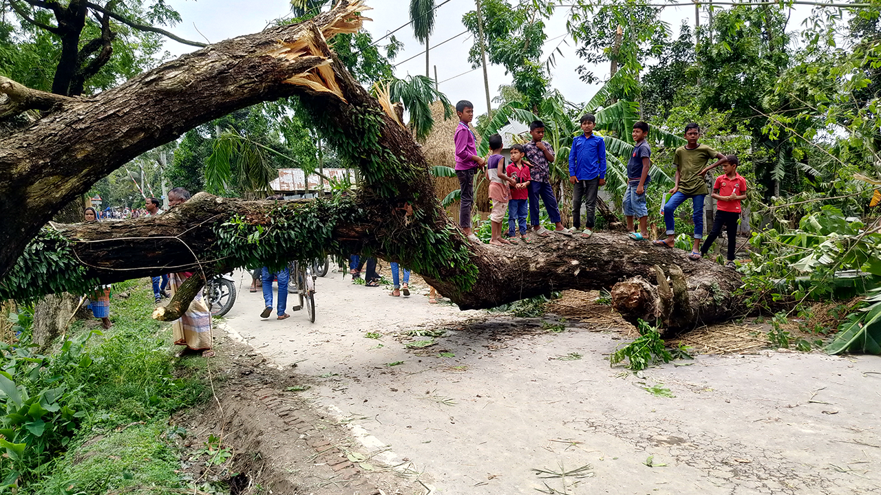 ঝড়ে উপড়ে পড়েছে গাছ। ছবি : কালবেলা