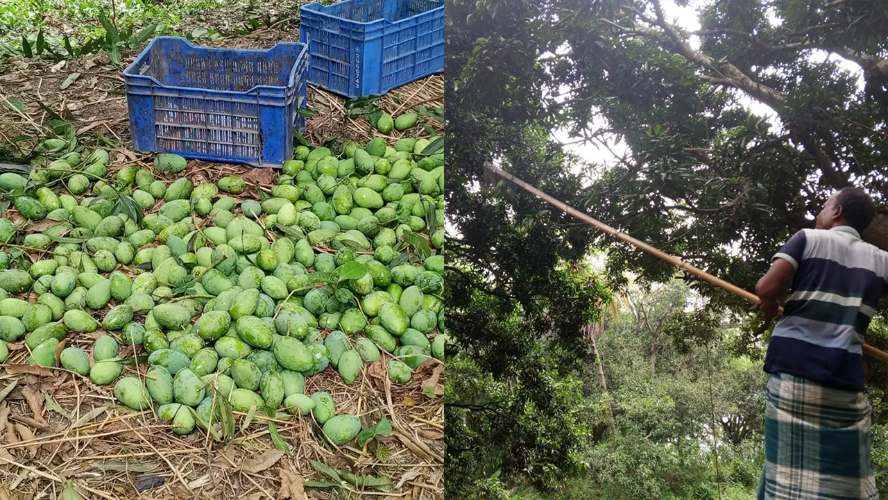 গুটি আম নামানোর মধ্য দিয়ে রাজশাহীর আমবাগানগুলো থেকে আম পাড়ার মহাযজ্ঞ শুরু। ছবি : কালবেলা