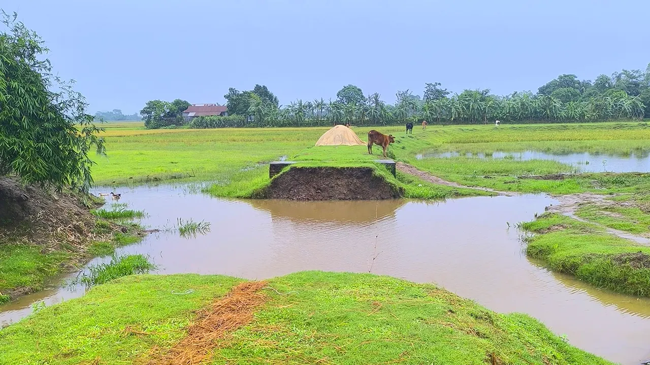 সুনামগঞ্জের তাহিরপুরে সেতু নির্মাণের উদ্দেশ্যে মাটির কাজ শেষ করেন ঠিকাদারি প্রতিষ্ঠান। এরপরই আসে গ্রামের একটি পক্ষের বাধা। ছবি : কালবেলা