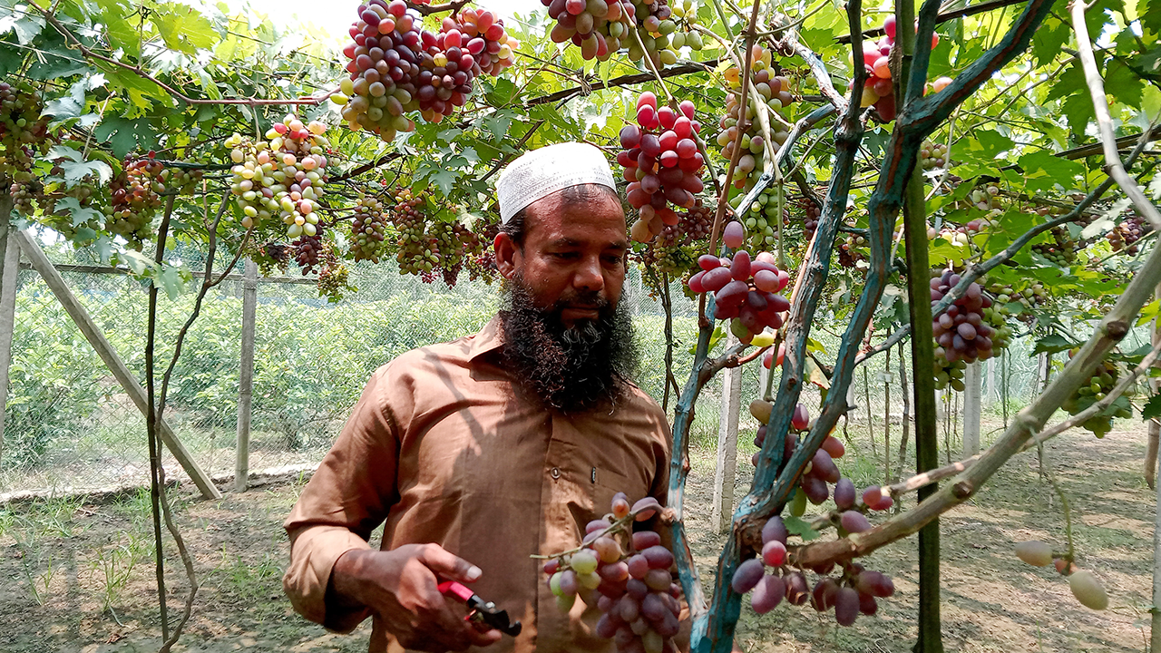 সফল চাষি আব্দুর রশিদের বাগানে থোকায় থোকায় ঝুলছে লাল, কালো ও সবুজ রঙের আঙুর। ছবি : কালবেলা